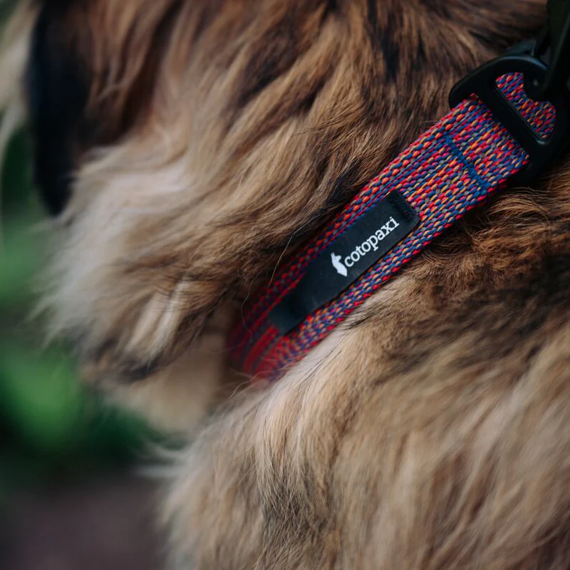 Del Día Dog Collar - Image 7